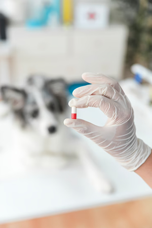 a gloved hand holding a red and white pill between their thumb and index finger with a grey and white dog blurred in the background