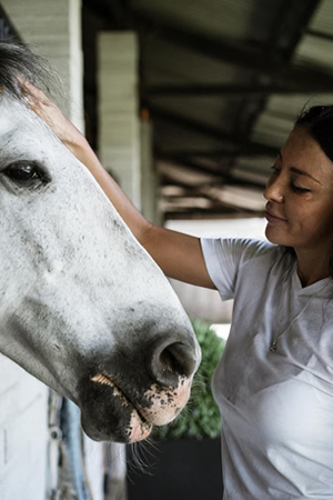 a woman vet stroking the forehead of a grey horse