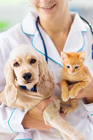 a woman vet with a stethoscope and a white bunny