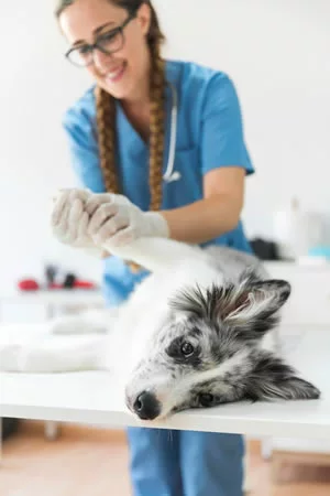 a woman vet holding the paw of a white and black dog 