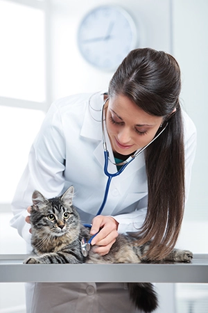 a woman vet with a stethoscope and a fluffy orange cat