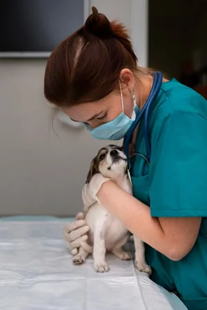 a woman vet wearing a mask holding a small black and white dog