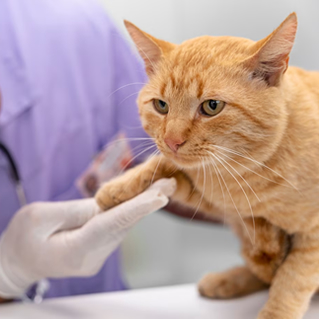 a vet holding the paw of an orange cat