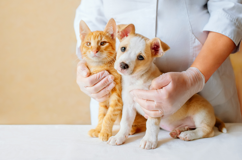 vet with an orange cat and cream and white puppy