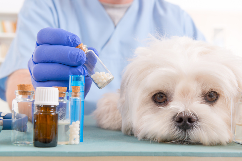 vet with pill bottles and vials beside a white maltese dog