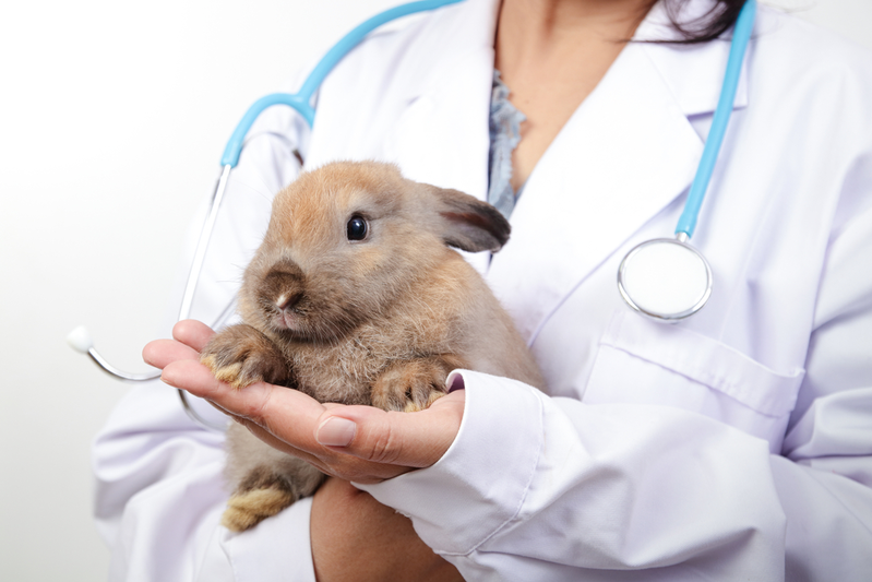 female vet holding a brown rabbit