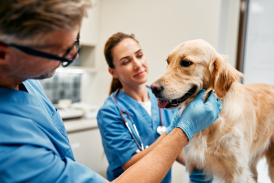 health providers and dog